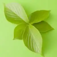  清淡型的微信头像唯美微信头像图片大全