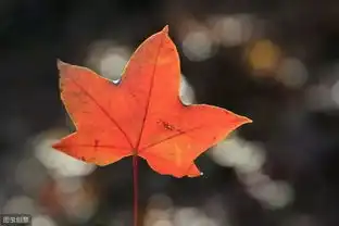  怎么拍摄秋叶,才能拍出秋叶的8种美感