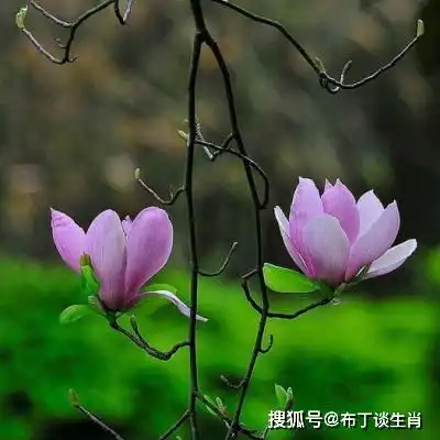  3月中上旬,财高万丈,一路发个不停,心里乐开怀的四个生肖