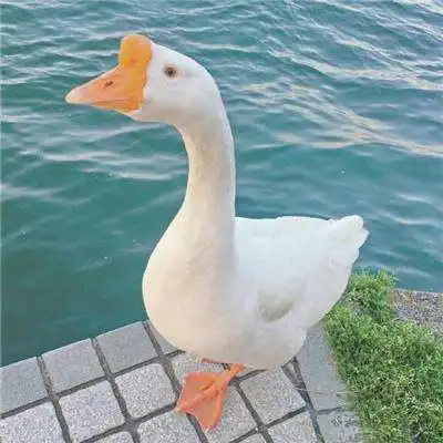 2022年微信吉利头像成熟