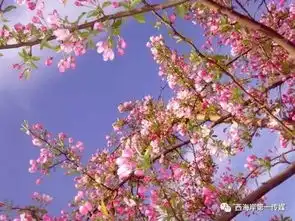  人就这一辈子无言花自香,淡定人从容