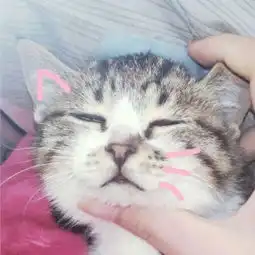  猫咪情侣头像一左一右