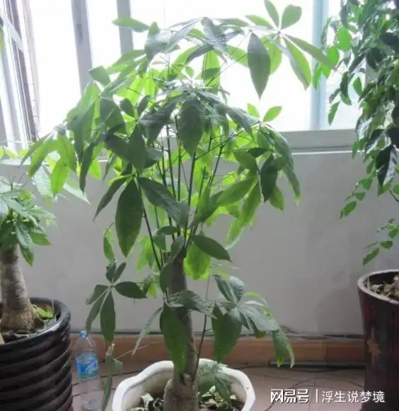  3种招财进宝,带来好运的花卉盆栽,讲究人都会在家养上几盆
