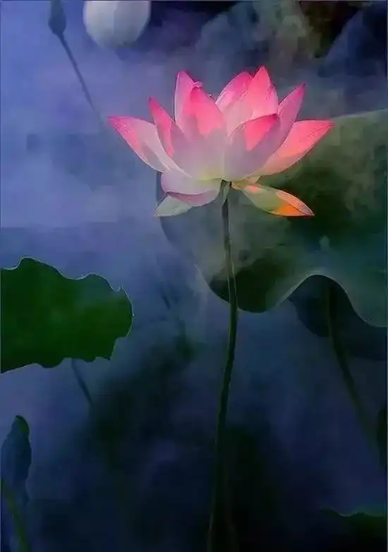  送一曲禅乐,愿你心似莲花