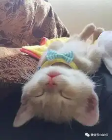  2017超可爱的猫咪头像