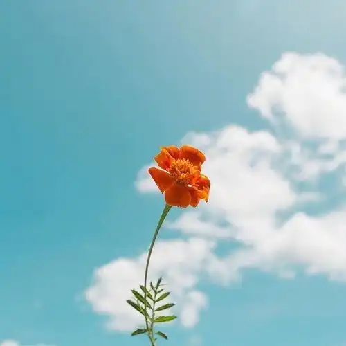  发朋友圈的早安心语图片,温暖阳光,百读不厌