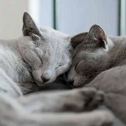  吸猫大会俄罗斯蓝猫姐妹xafiauri