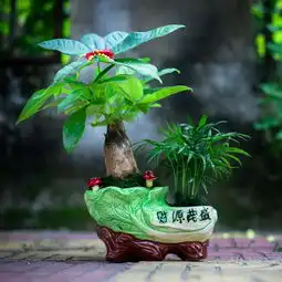  这些招财又转运的盆栽,成功人士都早已悄悄入手
