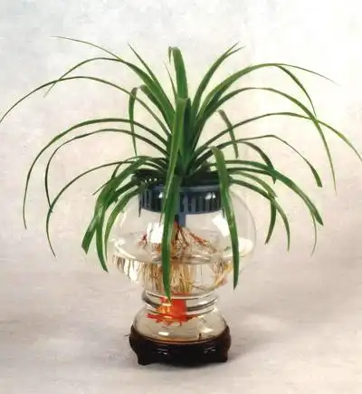  水仙花可以和鱼一起养么