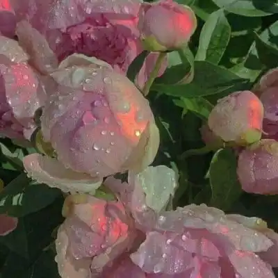  花草头像图片大全真实女人的花草招财头像