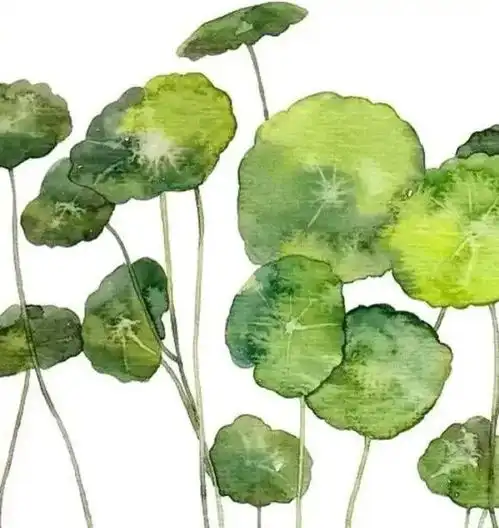 幸运草头像小清新图片南