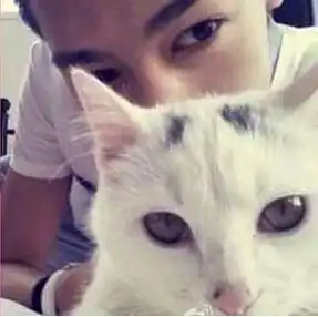 可爱猫咪头像女生霸气高