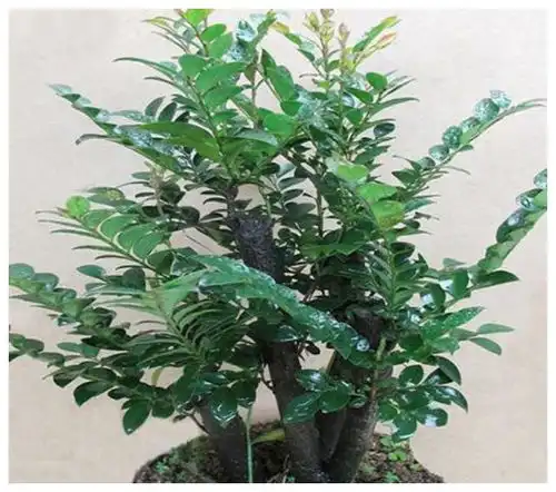  4种招财花,旺宅添富贵,吉星照耀,八方聚财,好运一整年小叶紫檀网易订阅