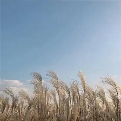  澳门大阳城集团