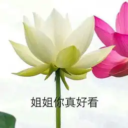  花朵鲜花风景静物头像