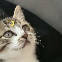  猫咪情侣头像一左一右