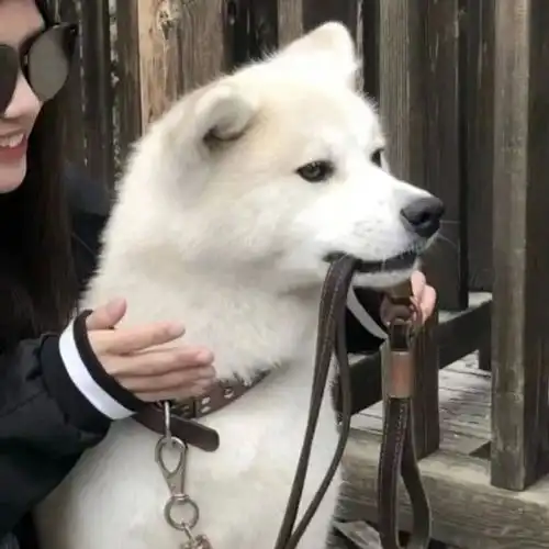 每日头像