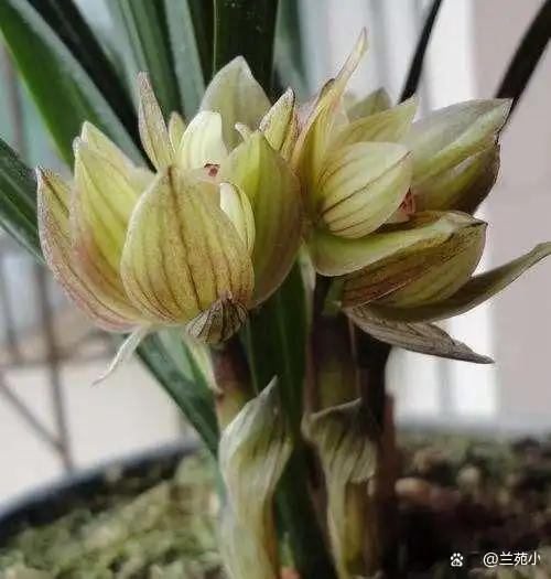  春兰中的极品兰草,完美无缺,香味和颜值排名第一,非常值得入手