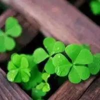 四叶草吉祥头像吉利