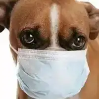  狗戴口罩头像戴口罩的小狗头像