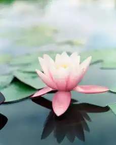  梵音大悲咒清澈飘逸的嗓音,不染凡尘,滋润心田